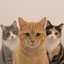 cats-3