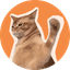 catslap
