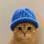 catwifhat-4