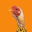 chicken-banana
