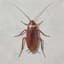cockroach