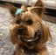 dog-stolen-from-tesla