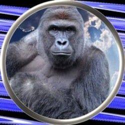 harambe-2