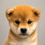 just-a-dog