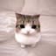 meowpin