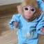 monke-5