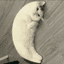 mooncat