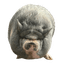 nikepig