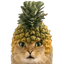 pineapple-cat-2