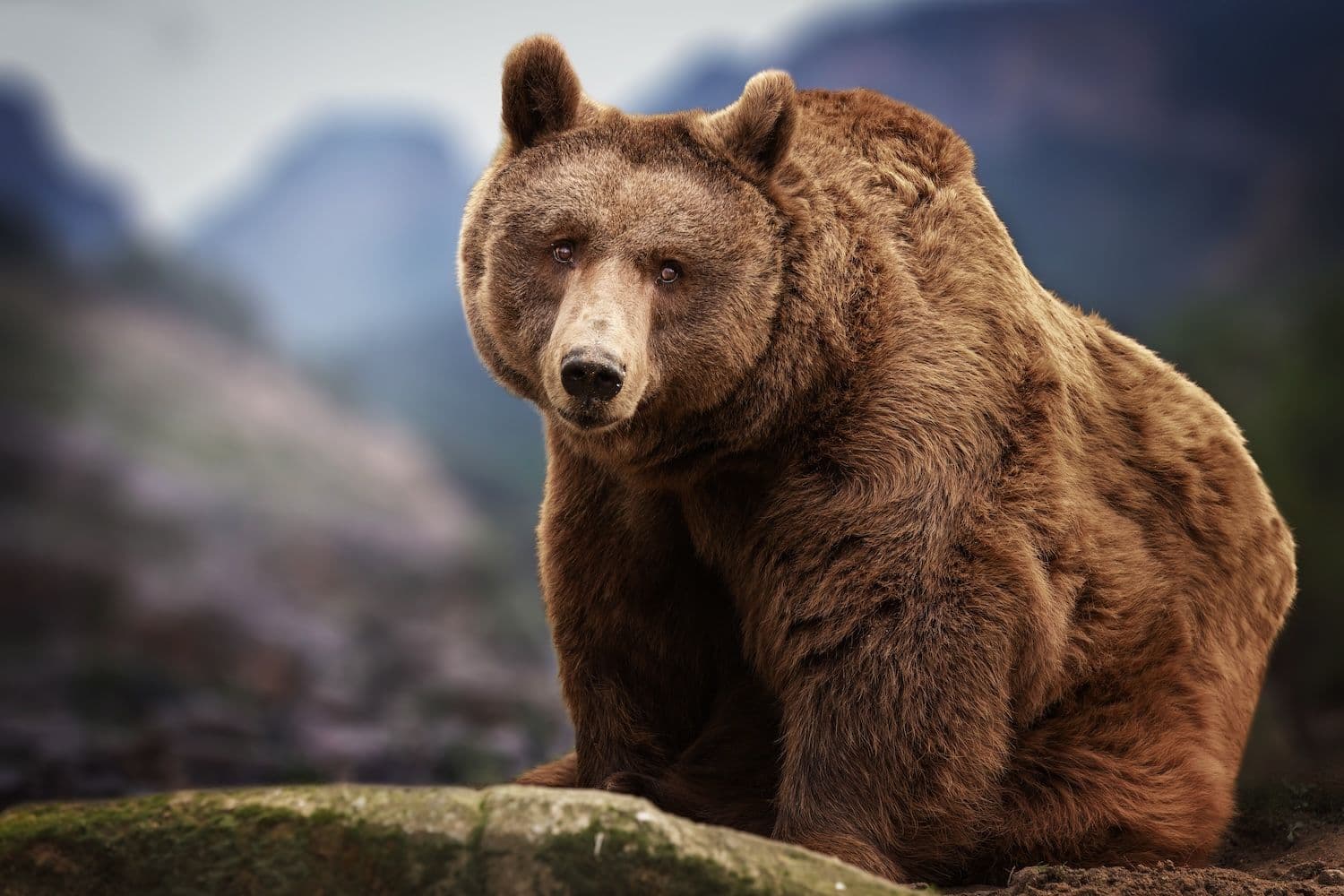 Wildlife rangers in Russia's Amur region searched for a bear made with OpenAI's ChatGPT, and a court fined the prankster 15,000 rubles (Image: Shutterstock)