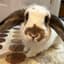solport-tom-s-bunny-lola