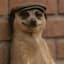 meerkat