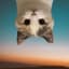 upside-down-cat