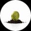 seedcoin
