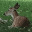 deer-seized-by-us-government