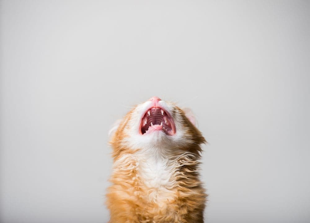 desktop-criptomoeda-meme-com-tema-de-gato-arranha-o-caminho-para-o-topo-após-hype-da-binance