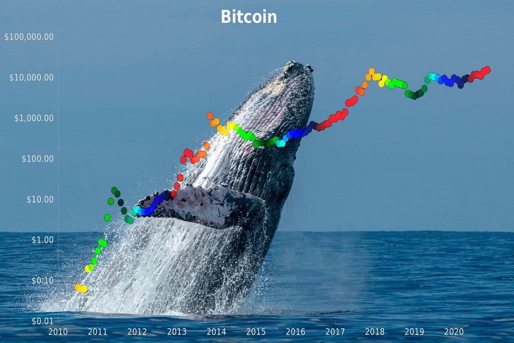 Mouvements des baleines crypto : Comment ils déclenchent des tendances haussières  et baissières du marché